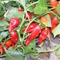 Billy Goat Chili Samen