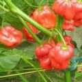 Habanero Aji Chombo Red Chili Samen