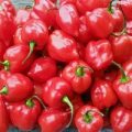 Habanero Antillais Caribbean Chili Samen