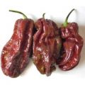 Habanero Chocolate Long Chili Samen