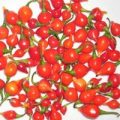 Chupetinho Chili Samen