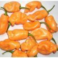 Habanero Peach Chili Samen