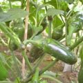 Jalapeno Jumbo Chili Samen