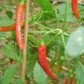 Jati Jolokia Chili Samen