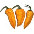Bonda Ma Jaques Chili Samen