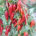 Habanero Hot Paper Lantern Chili Samen