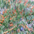 Lanterna de Foc Orange Chili Samen