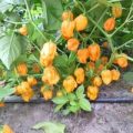 Habanero Madame Jeanette Yellow Chili Samen