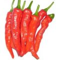 Mesilla Chili Samen