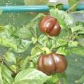 Miniature Bell Chocolate Chili Samen