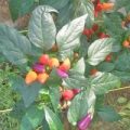 Confetti Chili Samen