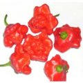 Nepalese Bell Chili Samen