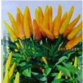 Facing Heaven Yellow Chili Samen