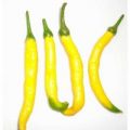 Pickles Chili Samen