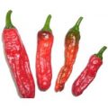 Shishito Chili Samen