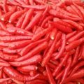 Thai Red Chili Samen