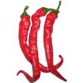 Cow Horn Chili Samen