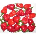 Kitchenpepper Chili Samen