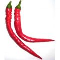 Aji Biber Chili Samen