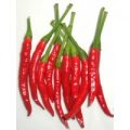 Chie Chien Chili Samen