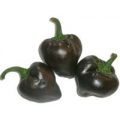 Chile de Onza Chili Samen