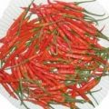 Khorika Jolokia Chili Samen