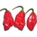 Antillais 14.5 Hot Chili Samen