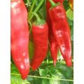 Georgia Flame Chili Samen