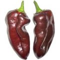 Chocolate Georgescou Chili Samen