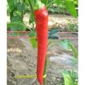 Extrem Long Chili Samen