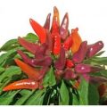 Rainbow Fire Chili Samen