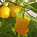 Trinidad Perfume Chili Samen