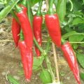 Kalocsai – Füszerpaprika Chili Samen