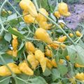 Aji Limo Chili Samen