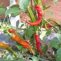 Cornaletto da Appendere Chili Samen