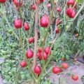 Dundicut Chili Samen