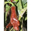 Ethiopian Brown Chili Samen