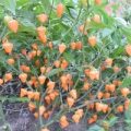Royal Gold Chili Samen