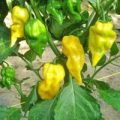 Habanero Hot Lemon Chili Samen