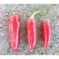 Diavolinos Chili Samen