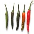Chinese Black Chili Samen