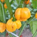 Aji Dulce Amarillo Chili Samen