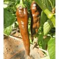 Palmichal Negro Chili Samen