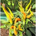 Naschzipfel Orange – Medusa Chili Samen