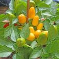 Big Ball Yellow Chili Samen