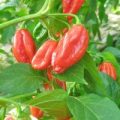Thunderstruck Chili Samen