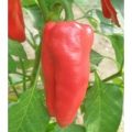Big Jamaican Chili Samen
