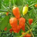Peruviano Arancio Chili Samen
