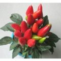 Maya Flame Red Chili Samen