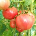 Olena Ukrainian Tomaten Samen